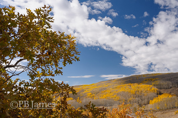 Boulder Mountain Oak and Aspen
