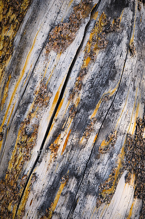 Scoured Bark and Pine