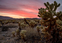 Fiery Sunset over Cholla Garden