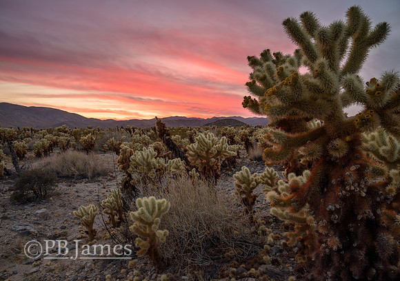 Fiery Sunset over Cholla Garden