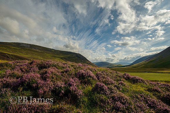 Streaking Clouds, Summer Blooms