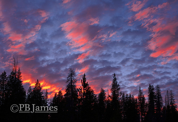 Sierra Forest Fire in the Sky