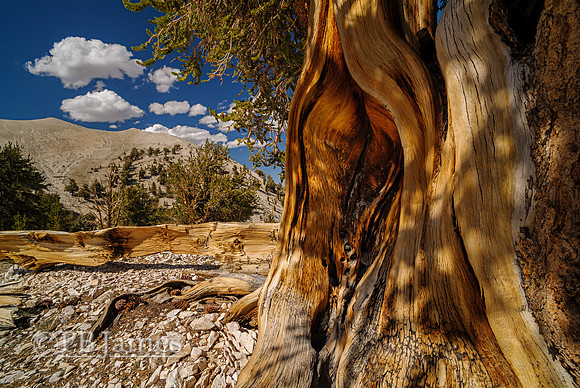 Bristlecones Pines, Summer Sun