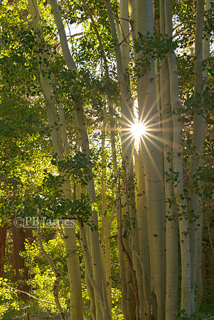 Summer Sun Strikes North Lake Aspen