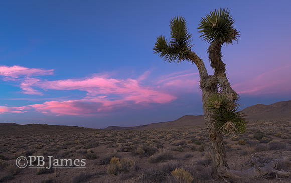 Joshua Tree Twilight