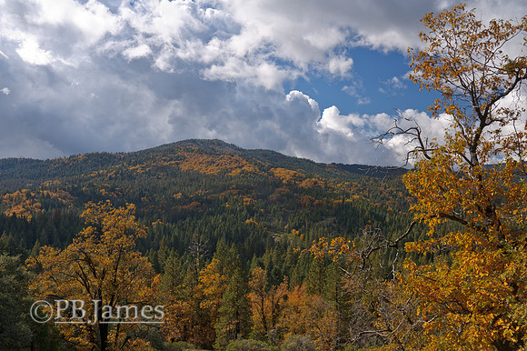 Black Oaks Blaze Sierra Hillsides