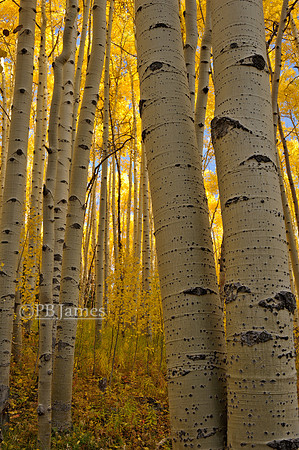 Dense Aspen Rise