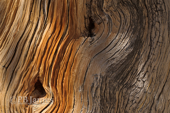 Limber Pine Layers
