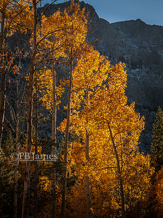 Afternoon Aspen