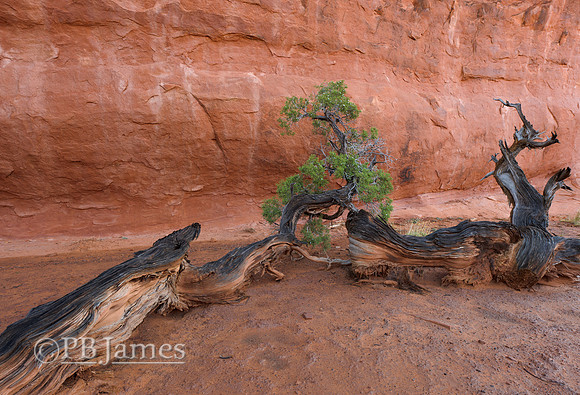 Bonsai in the Devil's Garden